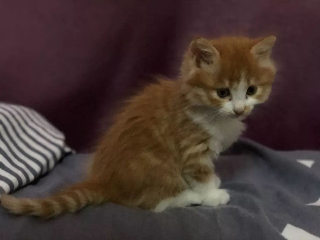 高萌来袭！真小奶猫小奶狗！|毛孩子的童年有多奶？