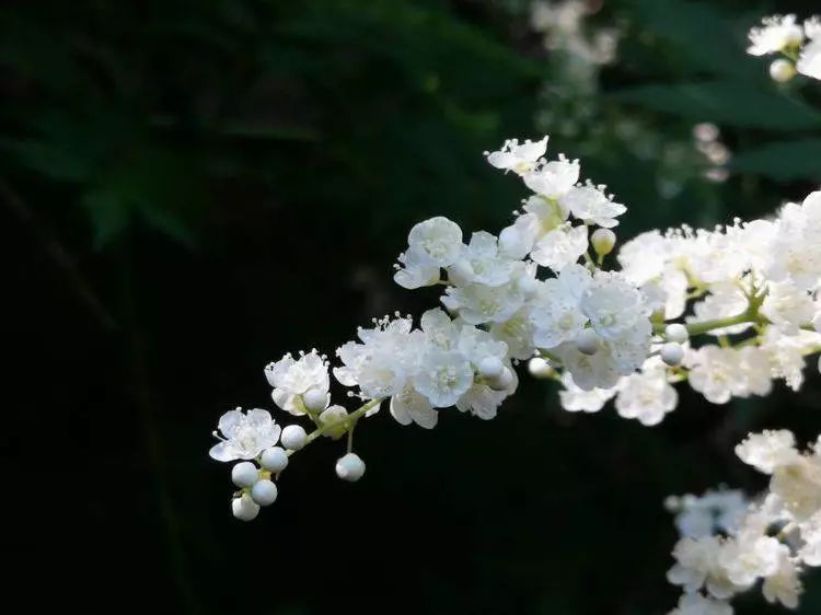 华北珍珠梅的解剖图,雪白雪白的梅花