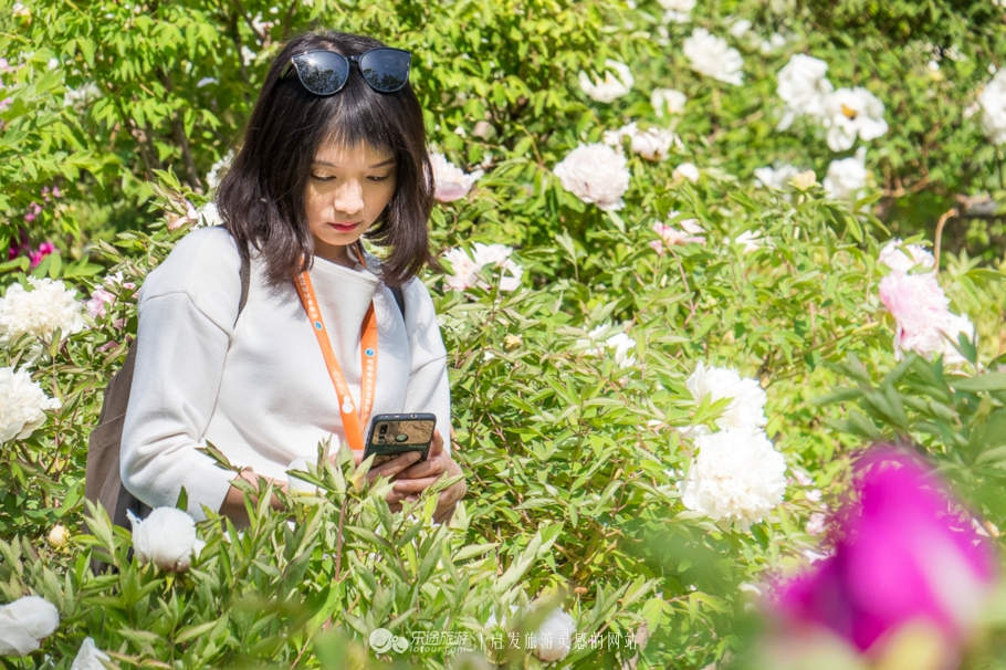 他让高寒干旱地开满牡丹花，打造西北牡丹第一园
