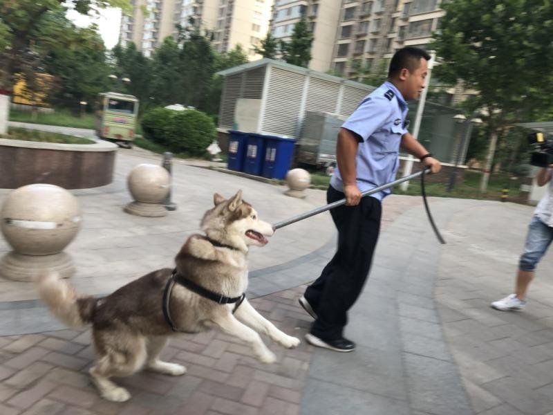 石家庄禁养犬被抓后怎么处理,石家庄市养犬管理条例修订