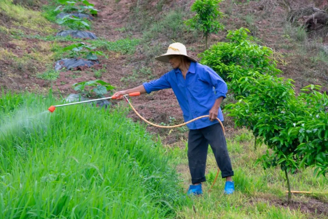 农药股草甘膦最新消息,一吨草甘膦需求多少黄磷