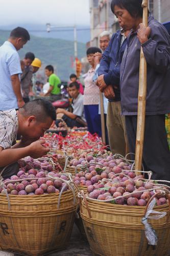 减产增收逆势飘红！“中国三华李第一镇”：今年“银妃”别样红