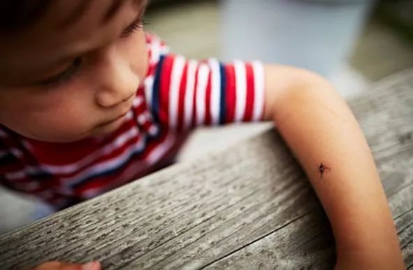 总被蚊子咬?涂点这个马上止痒,还不花一分钱