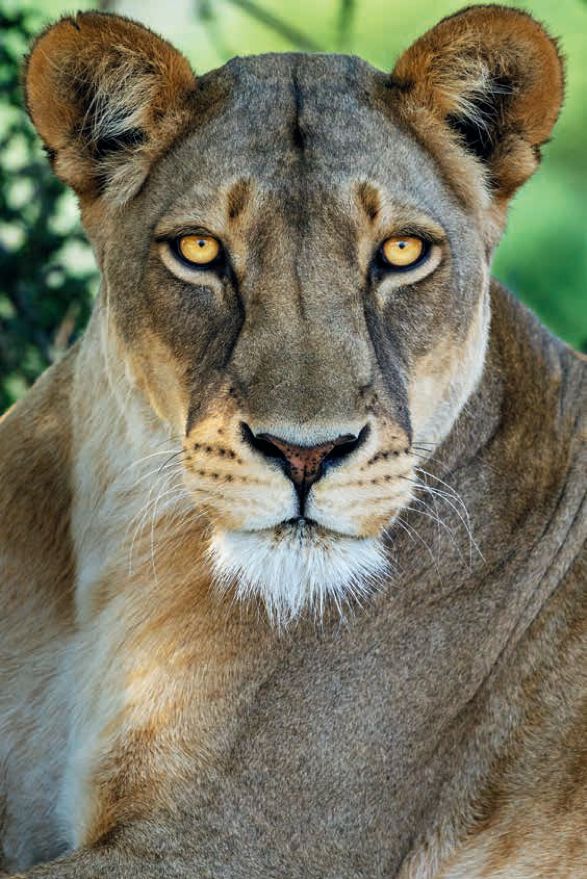 遇到野牛该如何保护自己,遇到美洲野牛怎么办