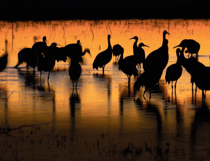 遇到野牛该如何保护自己,遇到美洲野牛怎么办