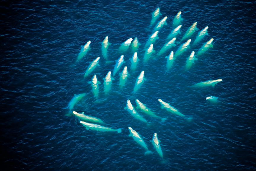 遇到野牛该如何保护自己,遇到美洲野牛怎么办