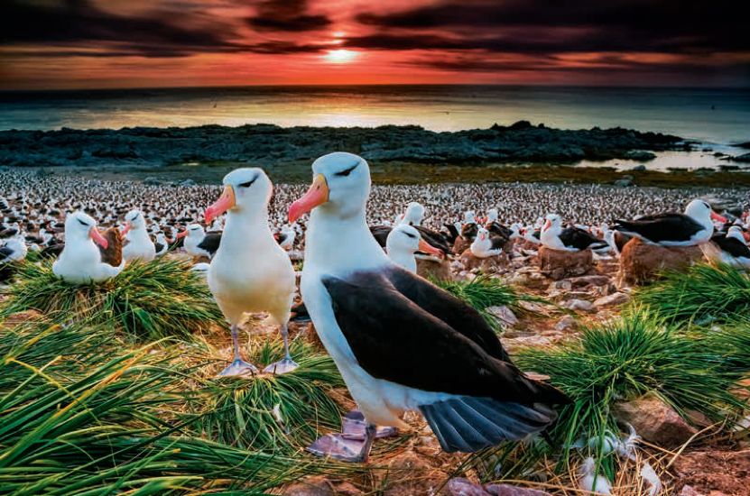 遇到野牛该如何保护自己,遇到美洲野牛怎么办