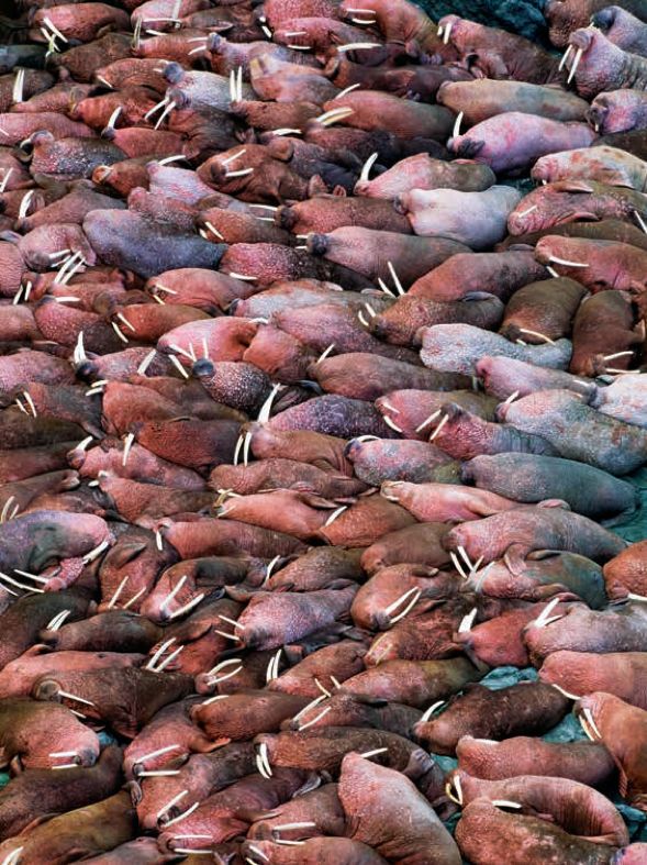 遇到野牛该如何保护自己,遇到美洲野牛怎么办