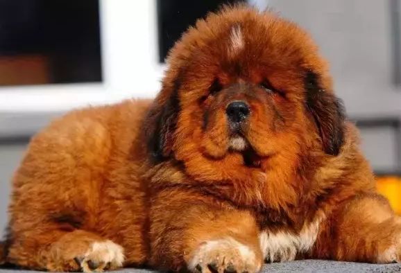 十大最忠诚的狗狗排行榜,十大最好养最忠诚的狗狗