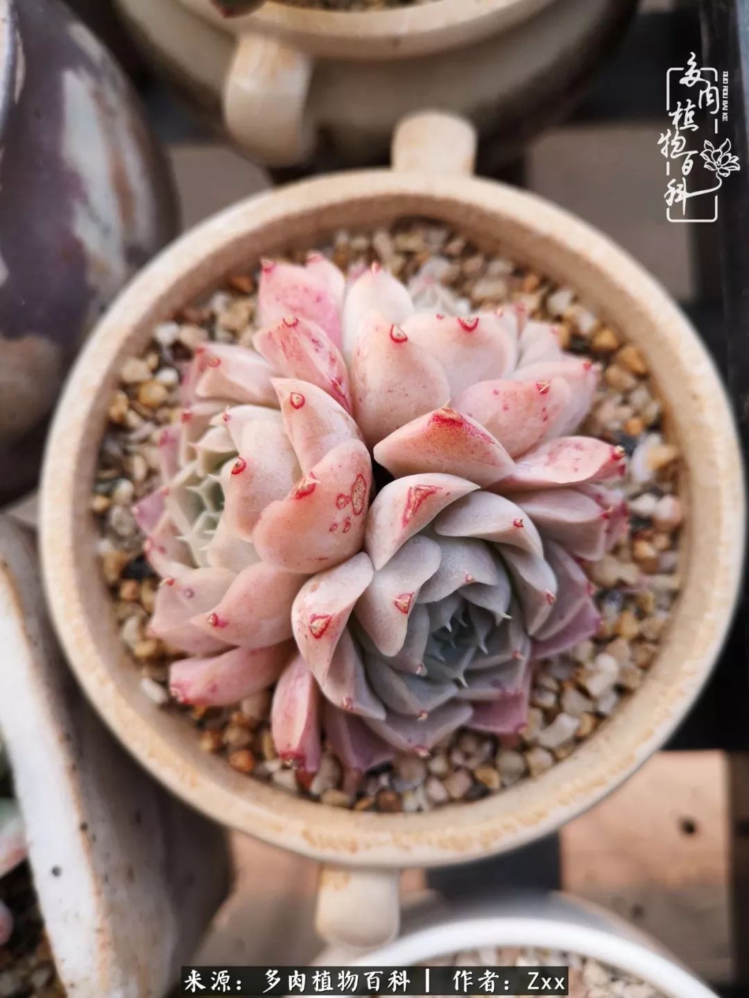 多肉怎么才能养得又美又胖,多肉的特点20个字