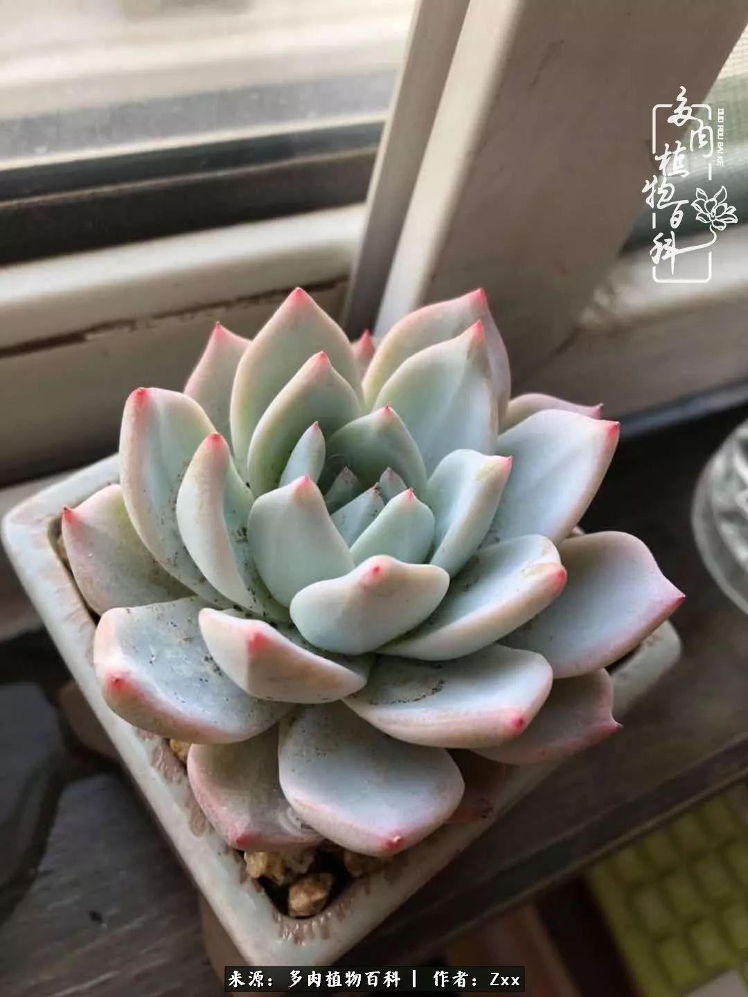 多肉怎么才能养得又美又胖,多肉的特点20个字