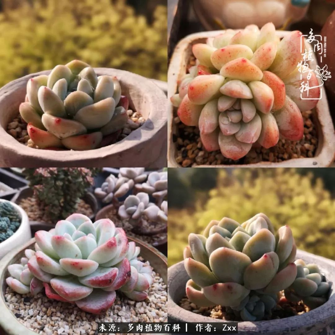 多肉怎么才能养得又美又胖,多肉的特点20个字