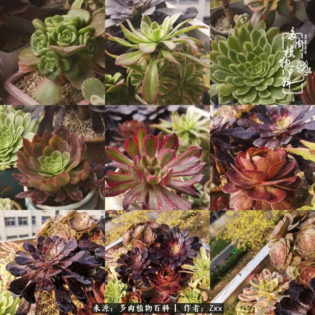 多肉怎么才能养得又美又胖,多肉的特点20个字