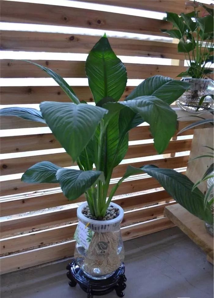 装修房子吸甲醛最好的是什么植物,吸甲醛最好的植物哪种排名第一