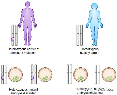 生殖细胞基因,细胞基因治疗最新进展