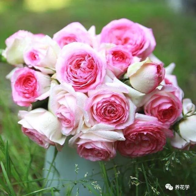 养的花有特别多小黑虫有什么办法,养花小黑飞怎么处理