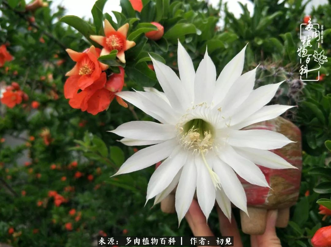 紧张焦虑高考,高考紧张时刻有你陪伴