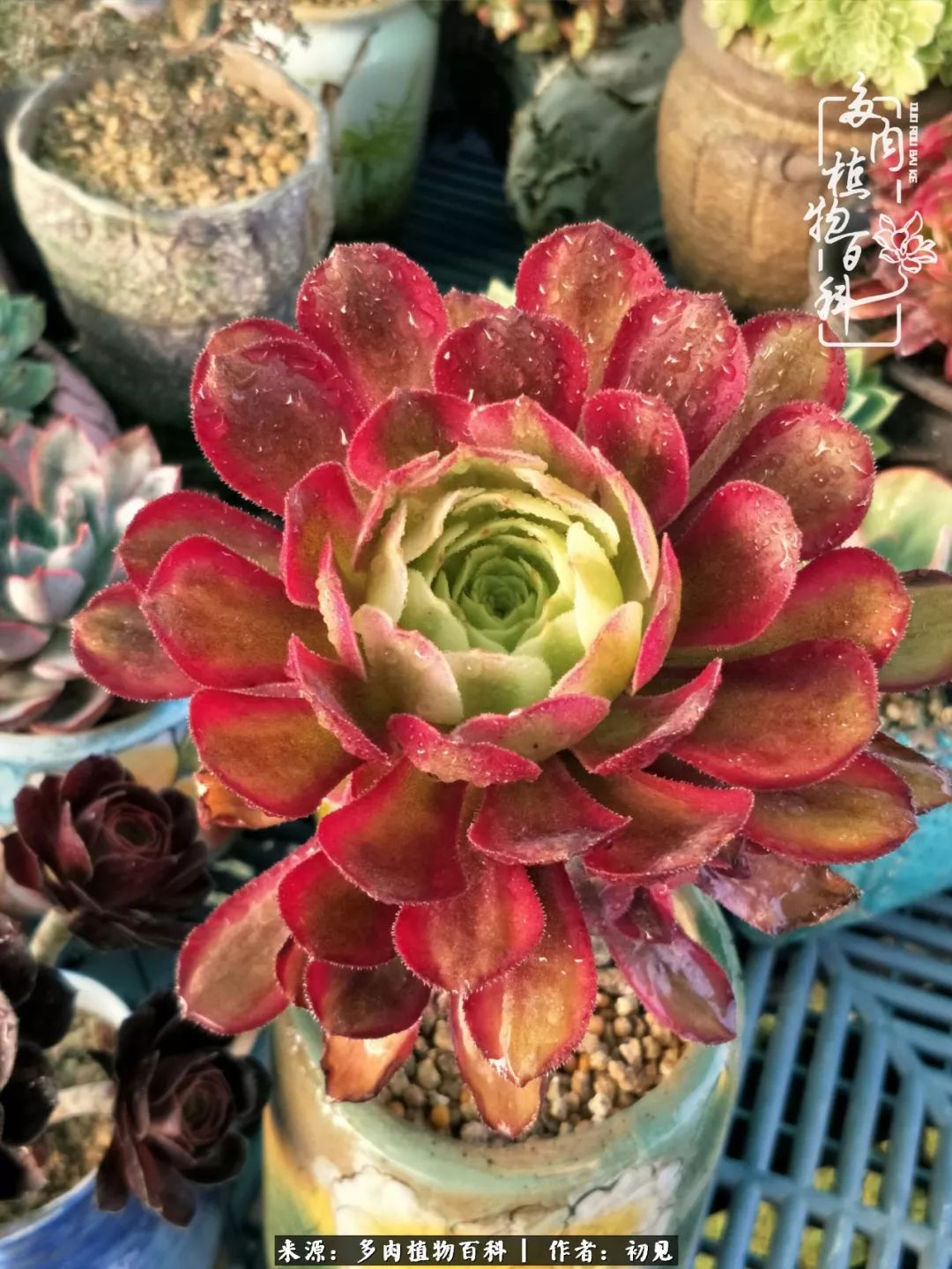 紧张的高三生活也需要适度的放松,紧张焦虑高考