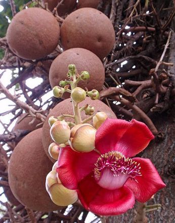 纳尼有假的吗,世界上真的有炮弹树吗