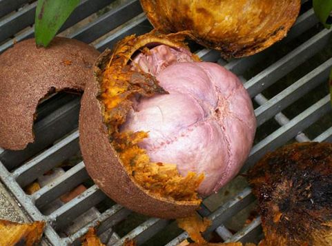 纳尼有假的吗,世界上真的有炮弹树吗