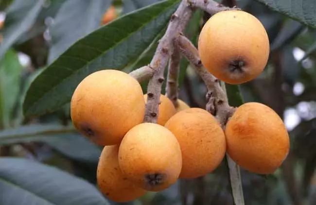 这几种水果再贵也要舍得买来吃,8种营养价格高的水果