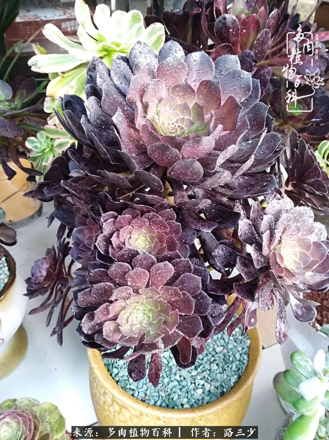 最美法师有哪些,最美法师甄姬