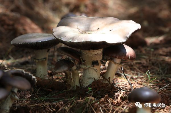 弥勒美食必吃推荐,云南弥勒美食野生菌