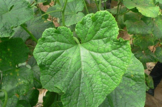 黄瓜叶子发黄长斑点用什么药,黄瓜叶子有黄斑点怎么办打什么药