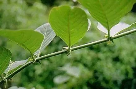 维密瘦身28天瘦15斤,维密塑形7天瘦7斤