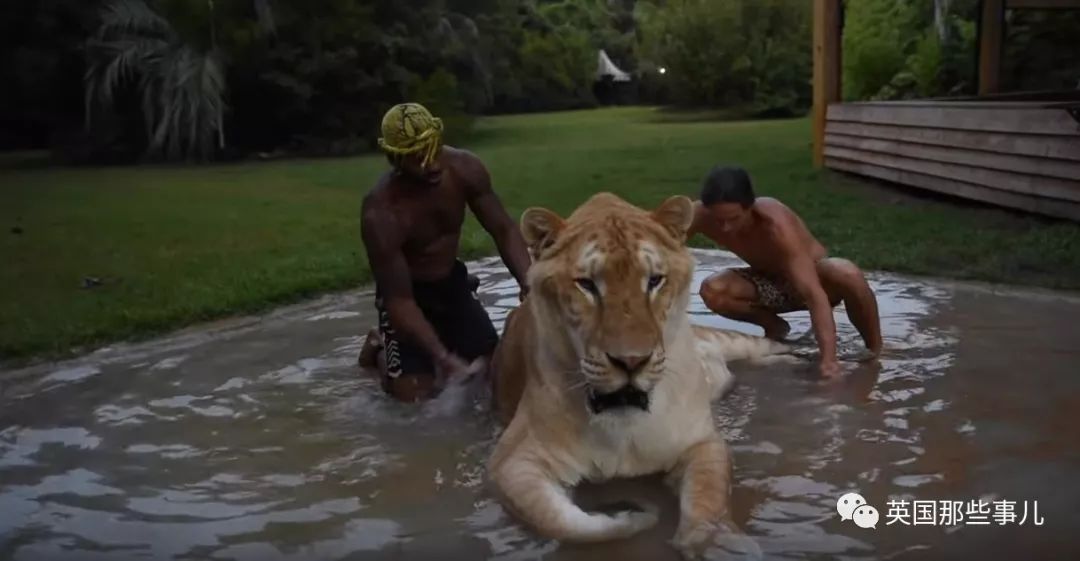 体重319公斤温柔巨兽 (319公斤的温柔巨兽)