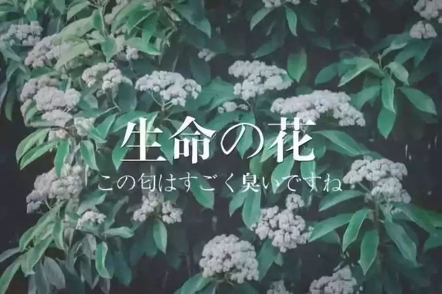 本应改善环境的城市绿植，为何成了“恼人的柳絮”？