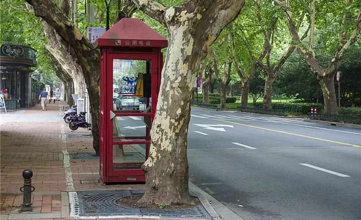 本应改善环境的城市绿植，为何成了“恼人的柳絮”？