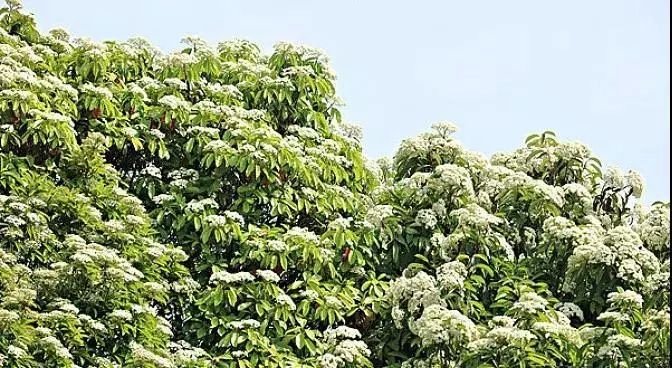 本应改善环境的城市绿植，为何成了“恼人的柳絮”？