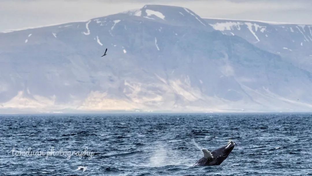罗弗敦群岛游记,罗弗敦群岛来场浪漫之旅吧
