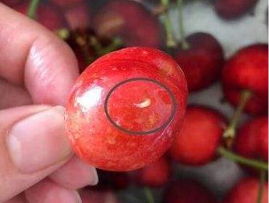 樱桃里面有虫子是怎么回事能吃吗,樱桃里面有虫子可以吃吗