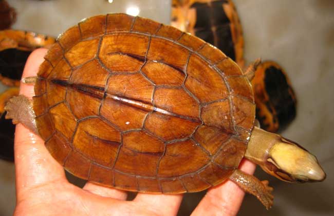 海南小金钱龟50克价格,金钱龟价格最新行情