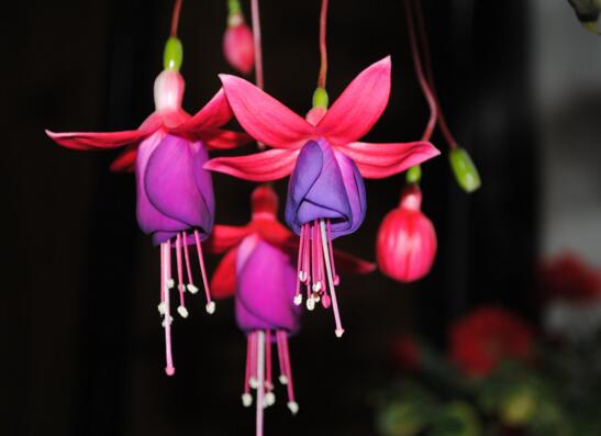 倒挂金钟夏季突然蔫怎么解决,倒挂金钟叶子发蔫原因及补救方法