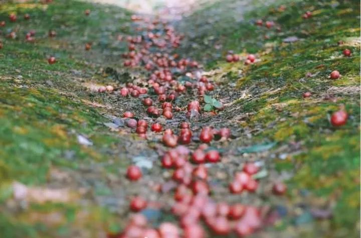 瀹夊笀澶ц瓒呰秺瀹夊ぇ,瀹夊笀澶у畨鍐滃ぇ