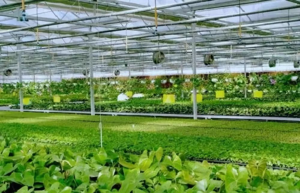 真相揭秘:化肥为什么被称为“土地*片鸦**”