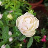 st锐电还能上市吗,st锐电股吧的最新消息