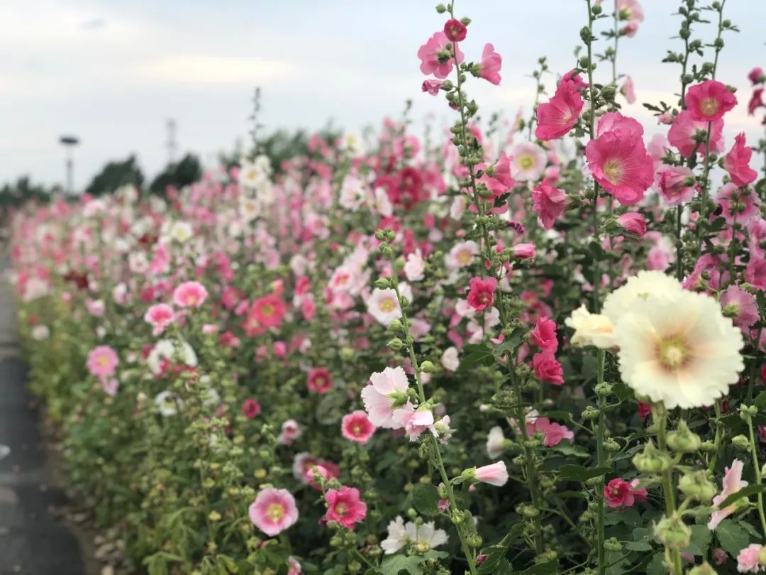 瑗垮畨鍛ㄨ竟娌欐哗,瑗垮畨鍖楅儕娌欐哗