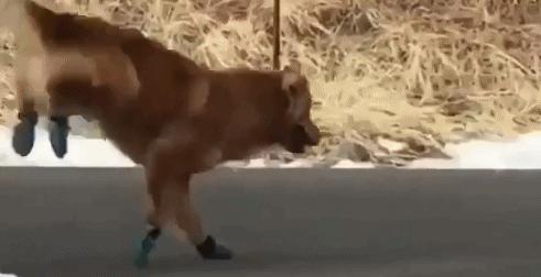 罗马脚希腊脚埃及脚各是什么特点,埃及脚罗马脚希腊脚哪种脚比较多