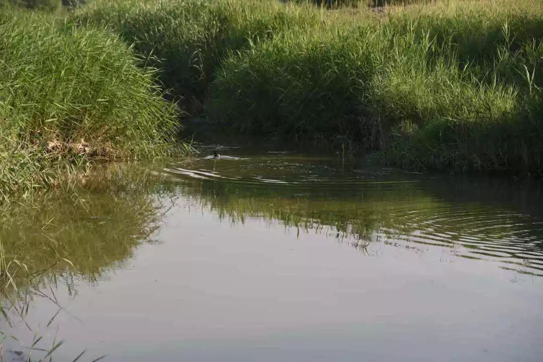 等你!认领相枣树,延续你与它的千年之约~