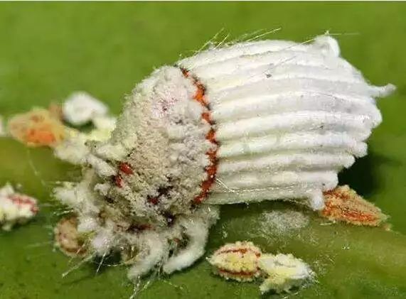 柑橘高温高湿有什么影响,柑橘夏季高温天气打药注意什么