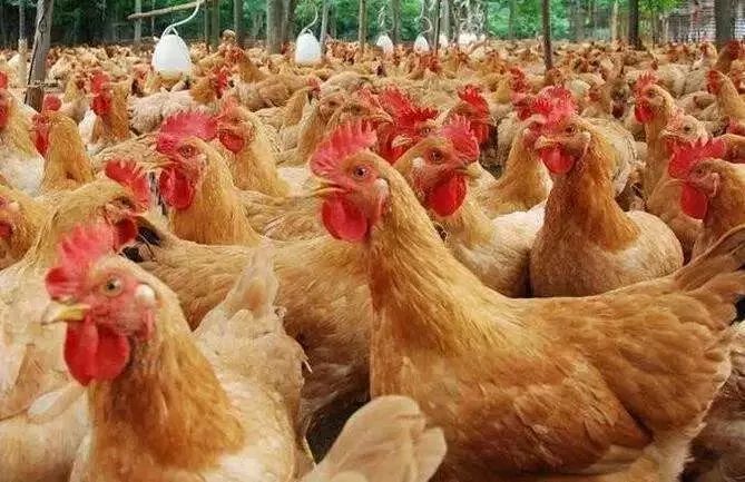 蛋价风生水起，毛鸡市场却冷冷清清，为啥？该不该补栏？