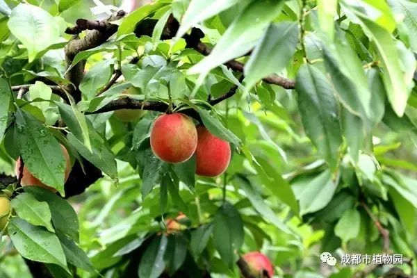 红桃子,红桃子成熟季节