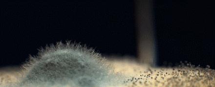 2亿细菌藏身菜板，99%抗菌的变态菜板，不发霉，磨刀磨蒜样样能行