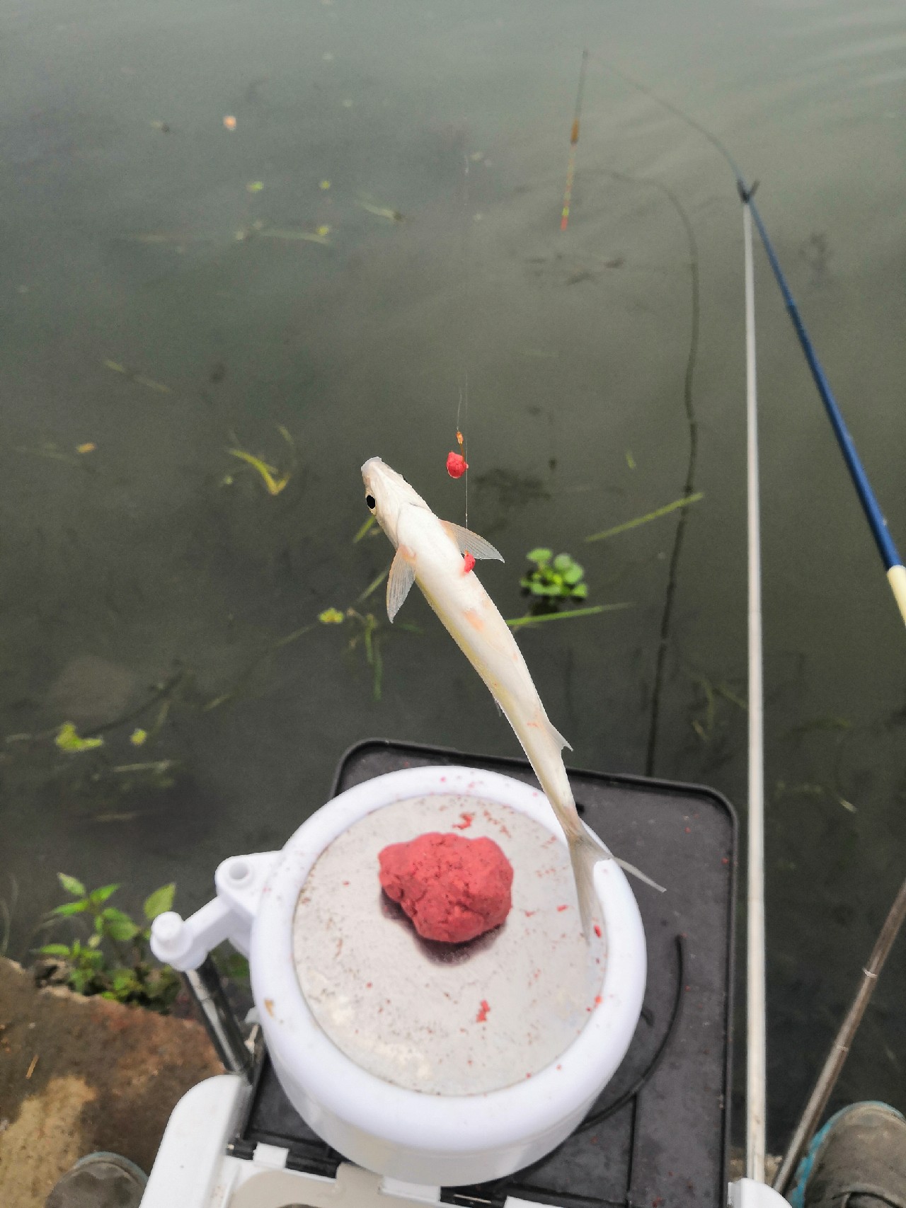 首钓笤溪钓位全靠枪逛拉逆鱼兼钓获多鱼种~