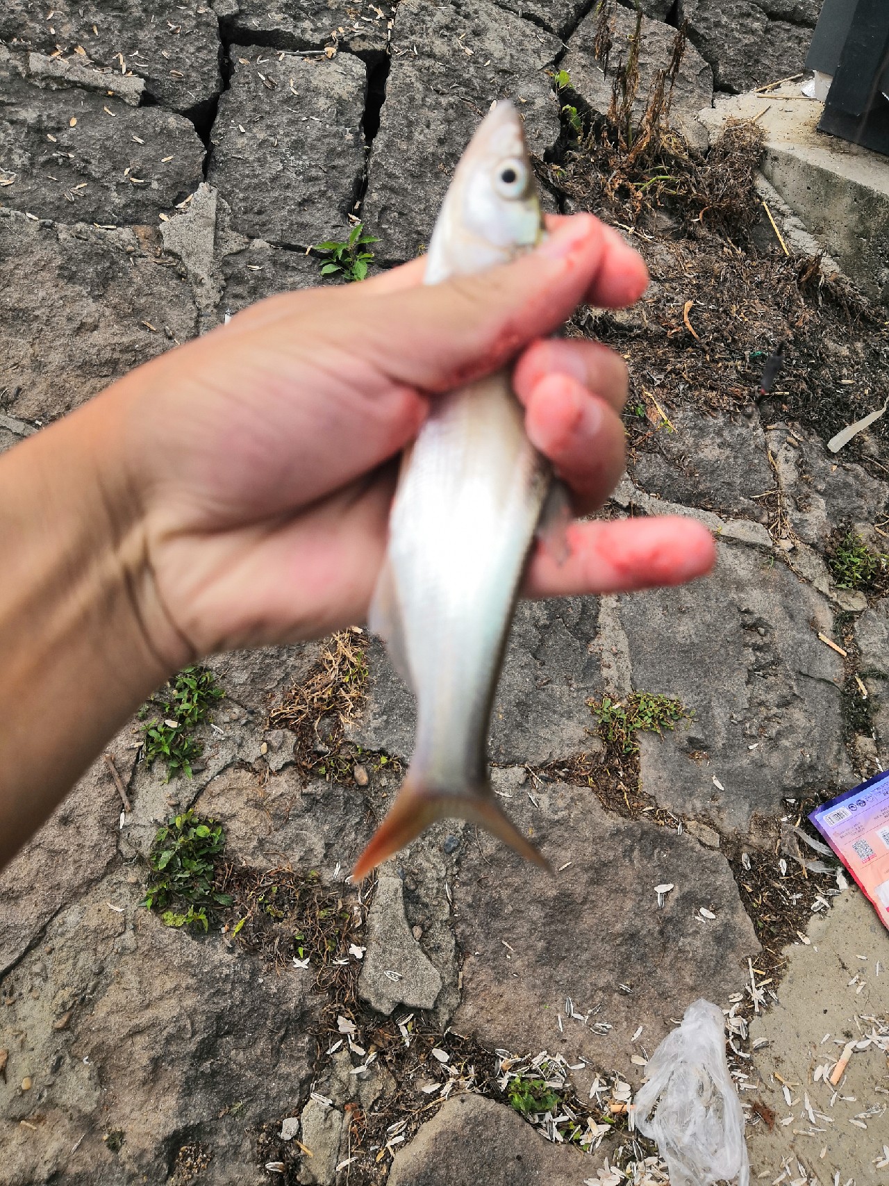 首钓笤溪钓位全靠枪逛拉逆鱼兼钓获多鱼种~