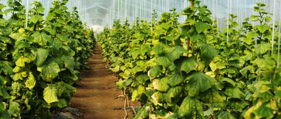 梅雨季，霜霉病的防治